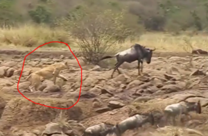 Being chased by the lion, the wildebeest suddenly turned around and hit ...
