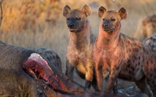 Poorly, the hyenas took the baby elephant's carcass out of its mother's