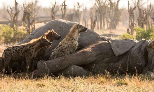 Poorly, the hyenas took the baby elephant’s carcass out of its mother’s