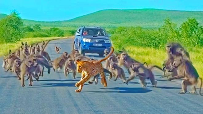 A Full Scale Brawl Broke Out In The Middle Of The Road 50 Baboons United To Attack The Leopard 